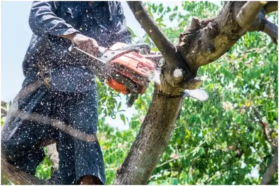 tree services Lane